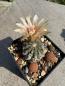 Preview: Eriocactus napina